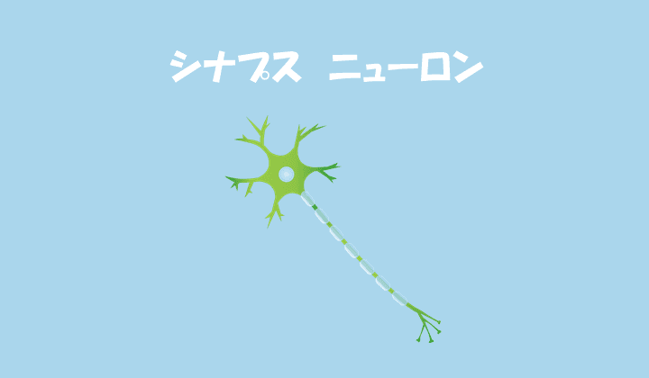 シナプス　　ニューロン